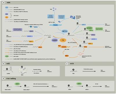 The role of RNA modification in the generation of acquired drug resistance in glioma